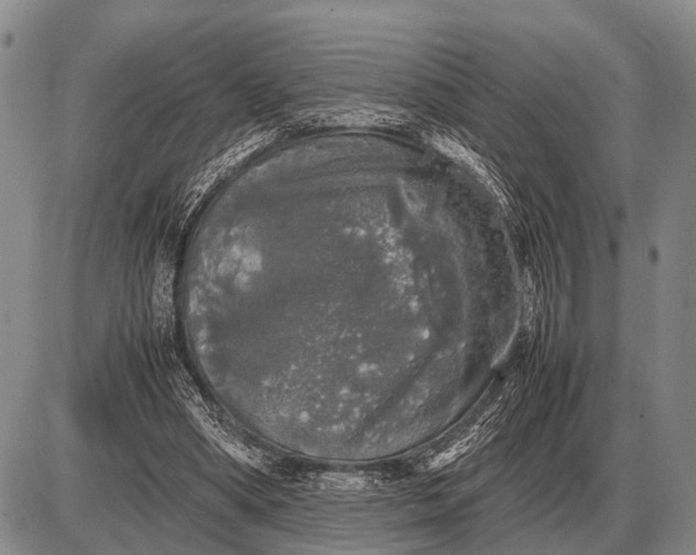 X0000085270394200703231746