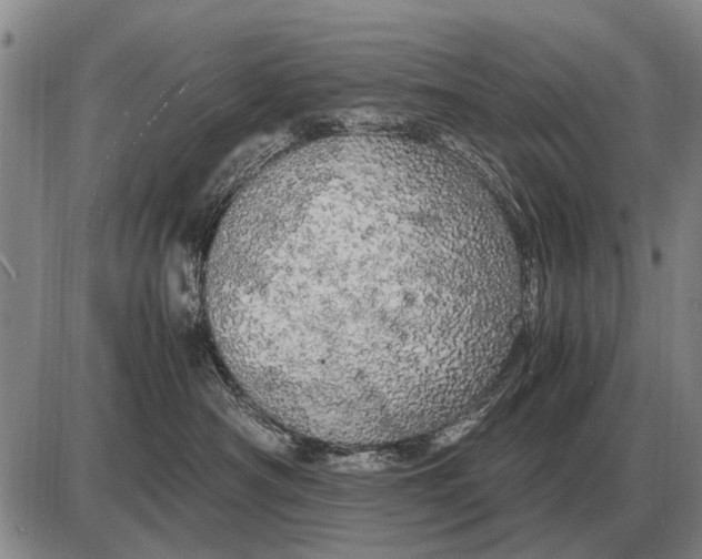 X0000085270430200703231746