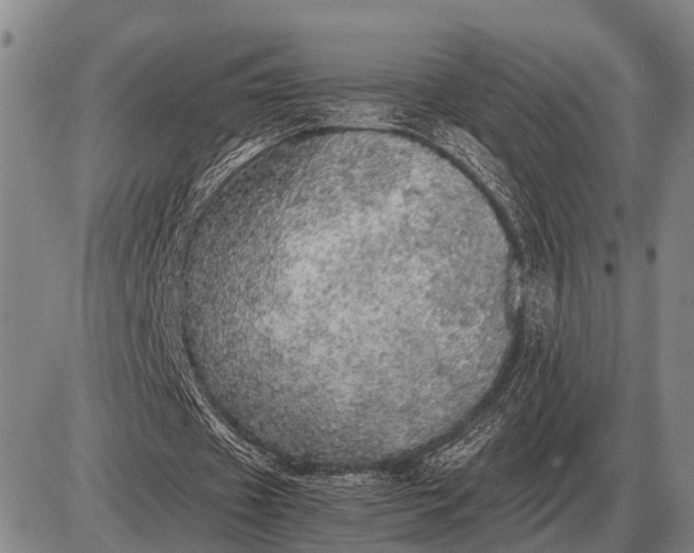 X0000085270433200703231745