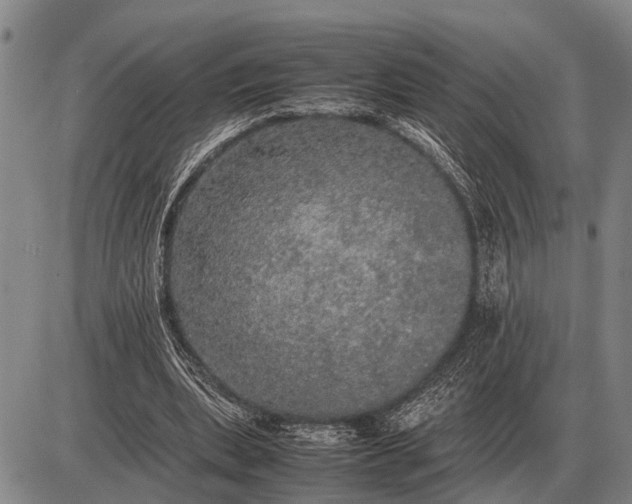 X0000085270439200703231745