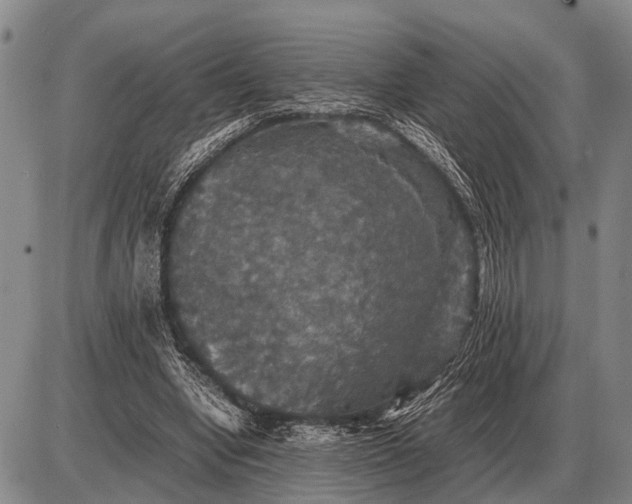 X0000085270442200703231745