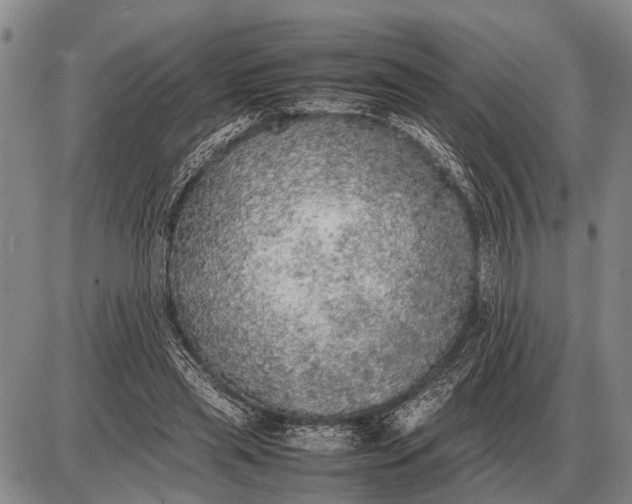 X0000085270445200703231745