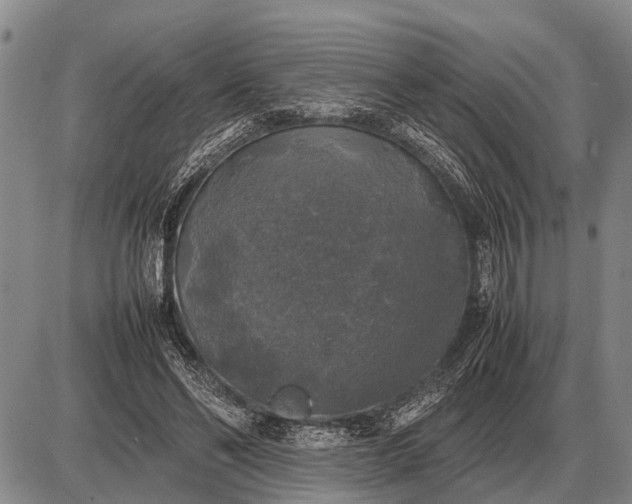 X0000085270494200703231744