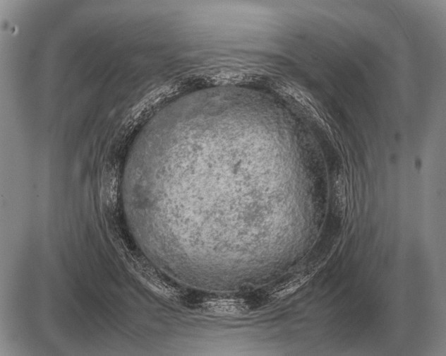 X0000085270499200703231744