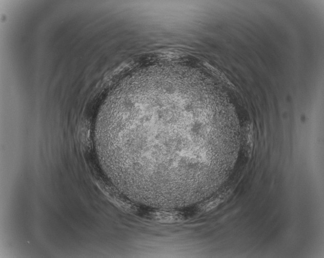 X0000085270615200703231742