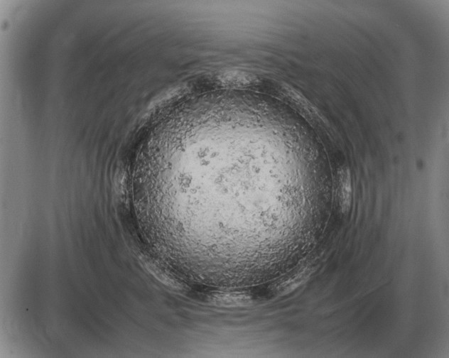 X0000085270619200703231742