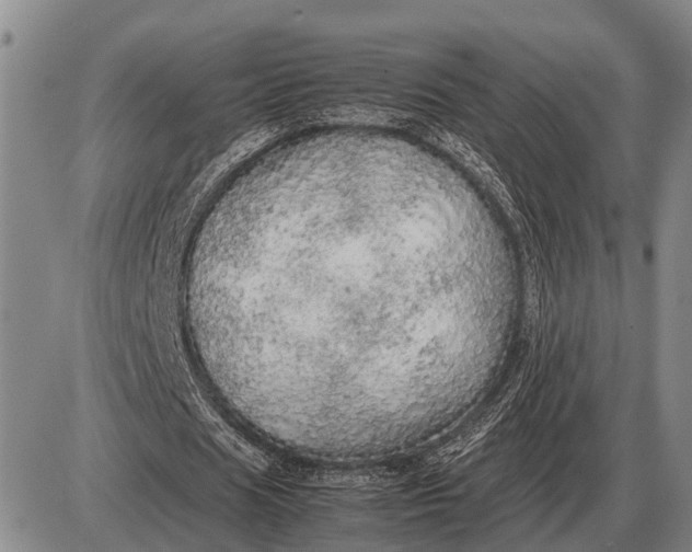 X0000085270625200703231742