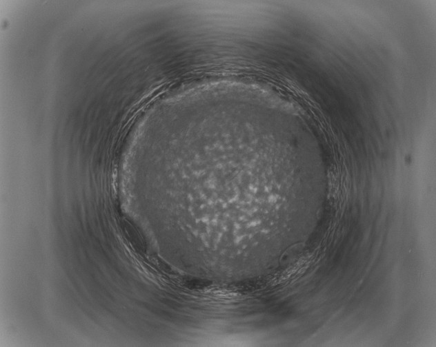 X0000085270648200703231742