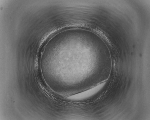 X0000085270676200703231741