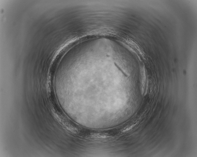 X0000085270680200703231741