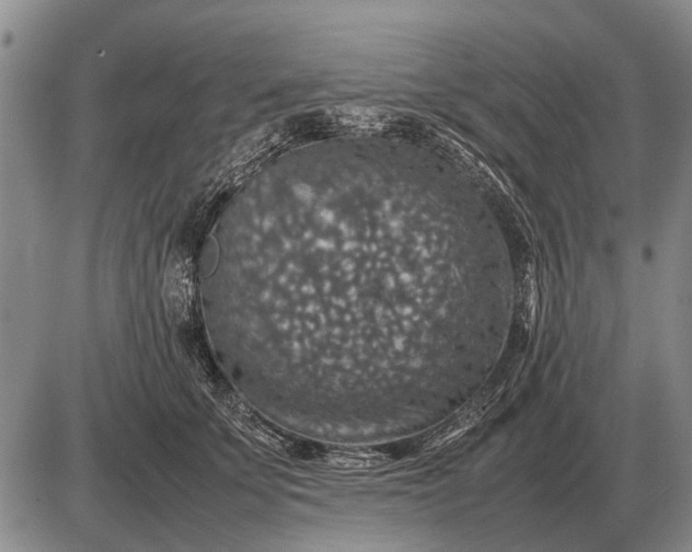 X0000085270707200703231741