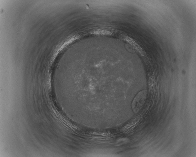 X0000085270727200703231740