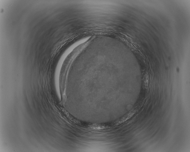 X0000085270746200703231740