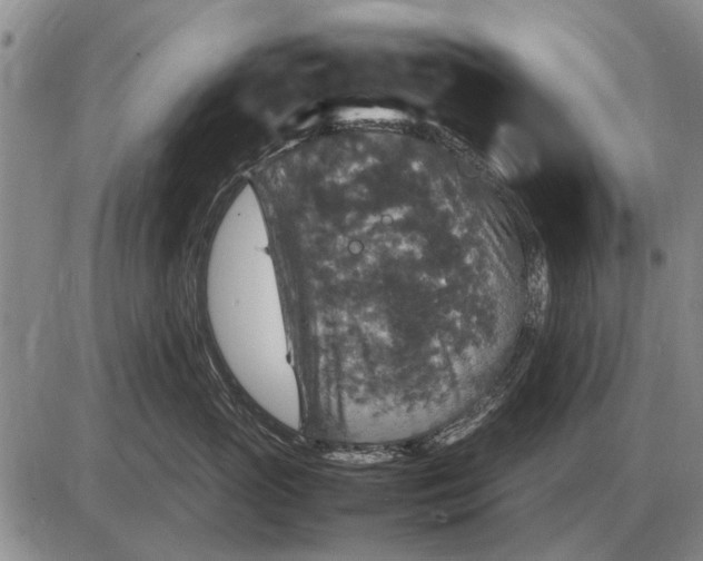 X0000085270765200703231741