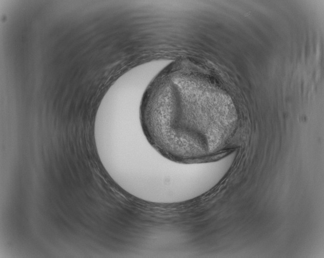 X0000085270768200703231741