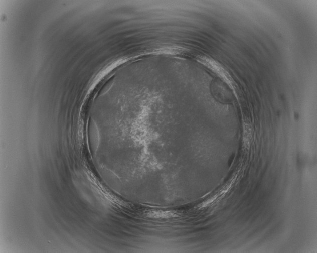 X0000085270835200703231739