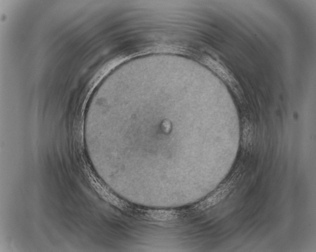 X0000085270836200703231739