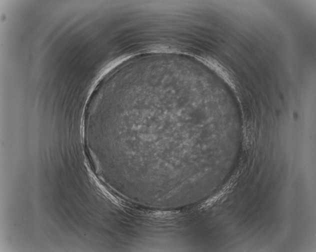 X0000085270839200703231739