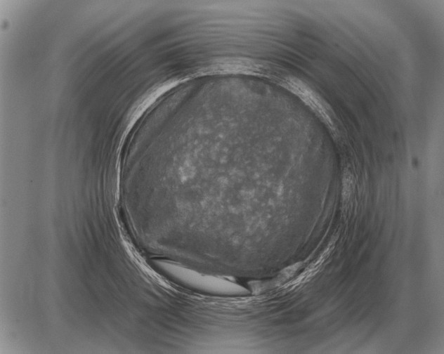 X0000085270844200703231739