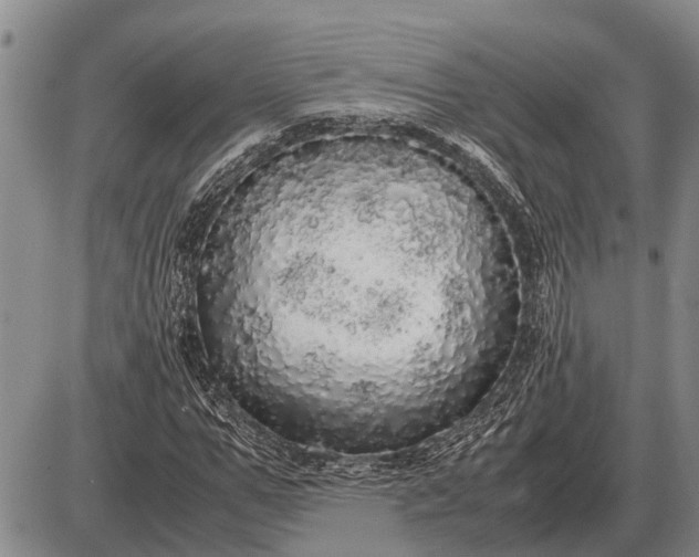 X0000085270967200703231737