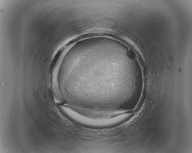 X0000085270973200703231737