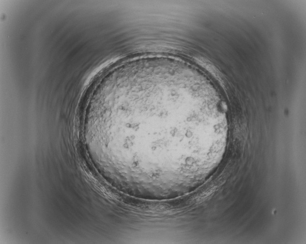 X0000085270979200703231736