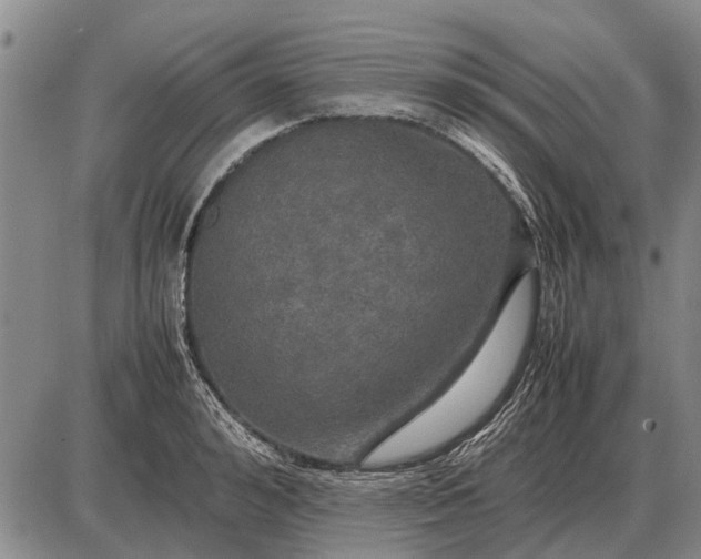 X0000085270992200703231736