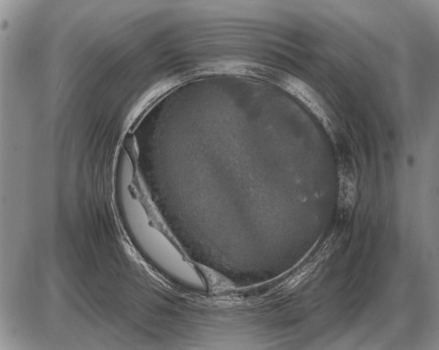 X0000085270994200703231736