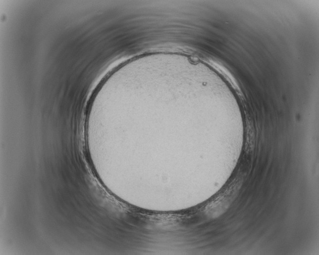 X0000085271000200703231736