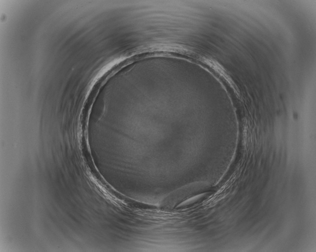 X0000085271024200703231735