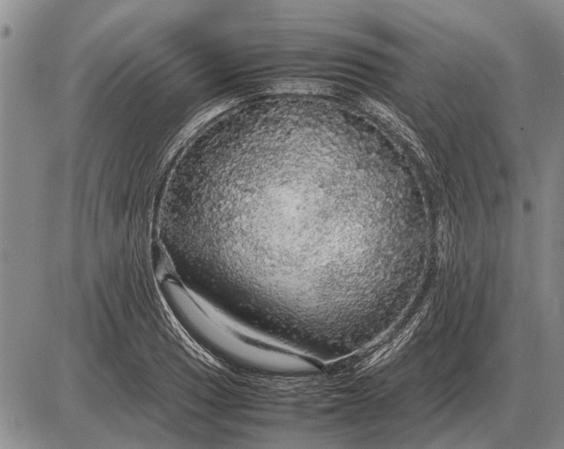 X0000085271033200703231736