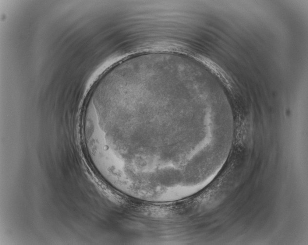 X0000085271086200703231735