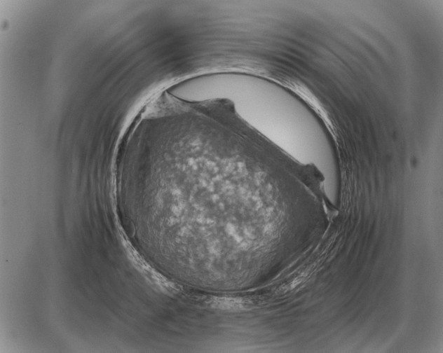 X0000085271088200703231735