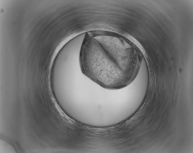 X0000085271144200703231734