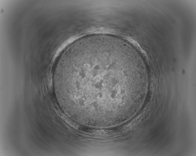 X0000085271167200703231733