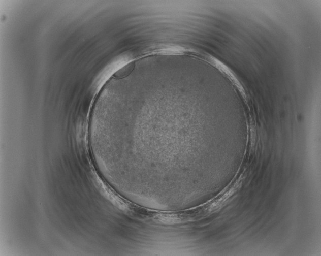 X0000085271194200703231733