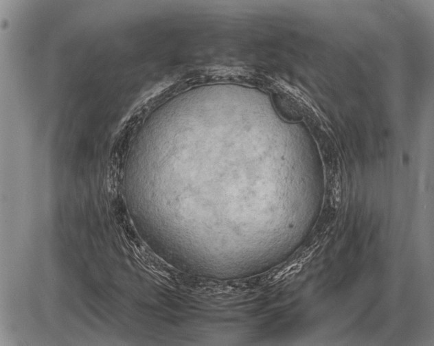 X0000085271207200703231732