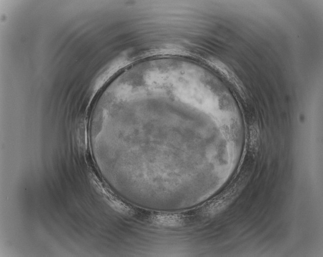 X0000085271274200703231731