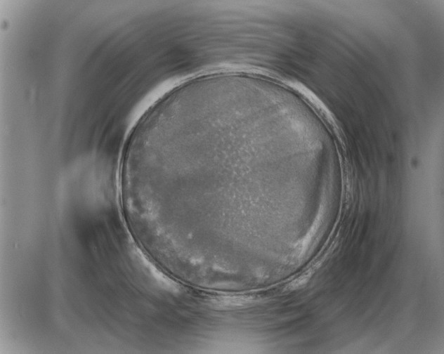 X0000085271294200703231731