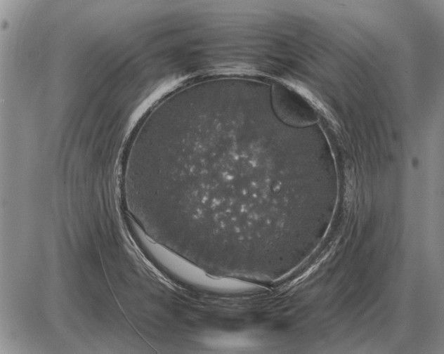 X0000085271325200703231731