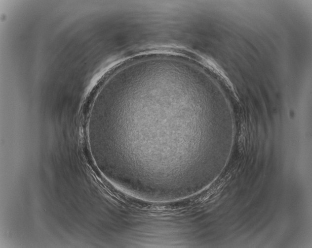 X0000085271360200703231730