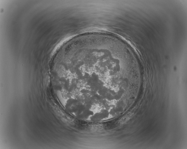 X0000085271363200703231730