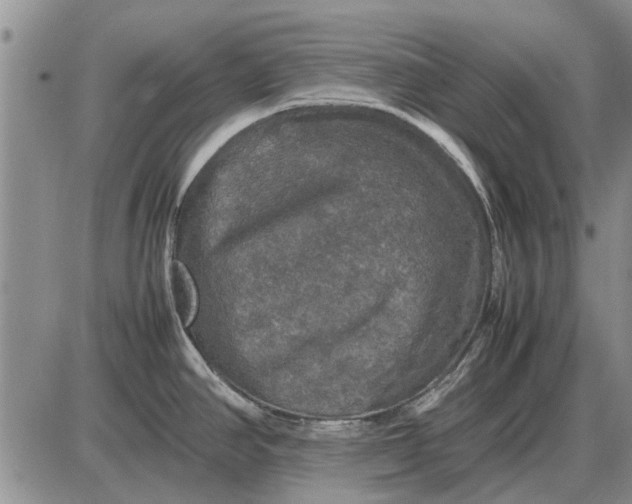 X0000085271390200703231730