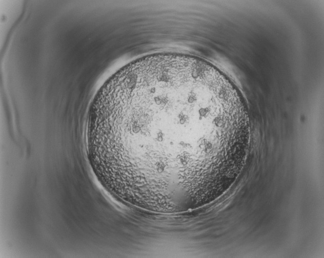 X0000085271391200703231730