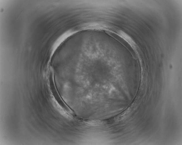 X0000085271392200703231730