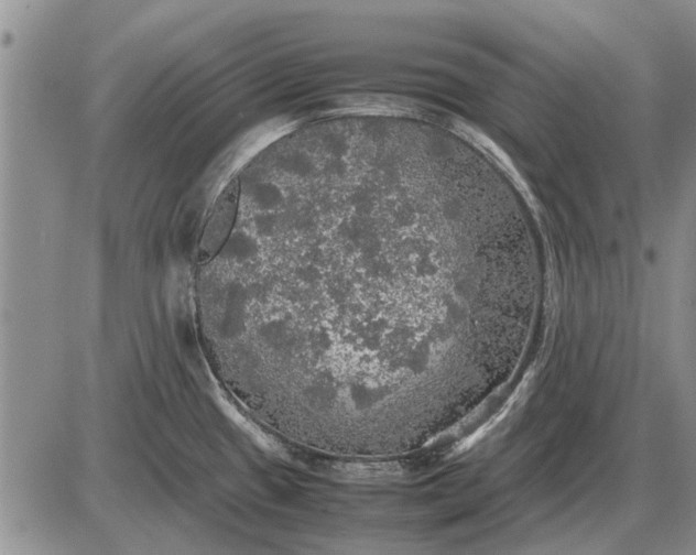 X0000085271433200703231729