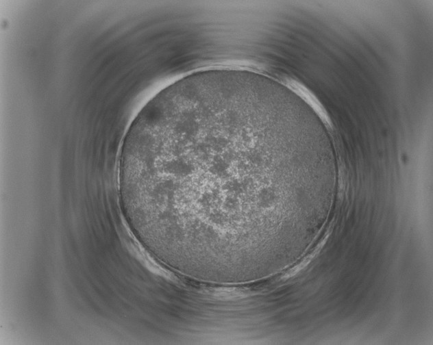 X0000085271436200703231729