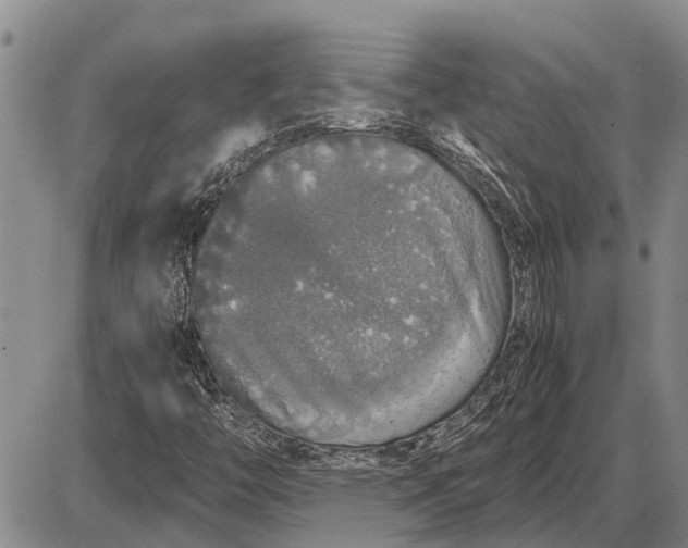 X0000085271446200703231729