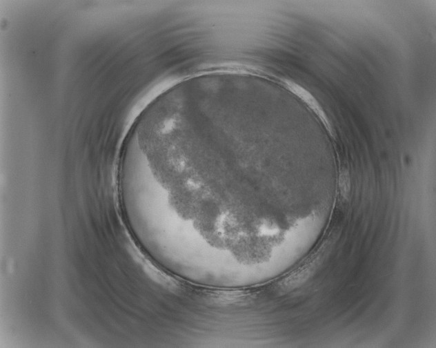 X0000085271482200703231728