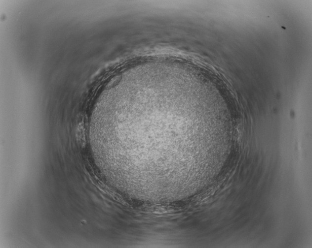 X0000085271493200703231727